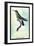 Hummingbird: Trochilus Avocetta-Sir William Jardine-Framed Art Print