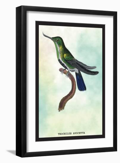 Hummingbird: Trochilus Avocetta-Sir William Jardine-Framed Art Print