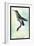 Hummingbird: Trochilus Avocetta-Sir William Jardine-Framed Art Print