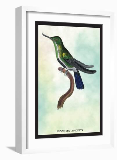 Hummingbird: Trochilus Avocetta-Sir William Jardine-Framed Art Print