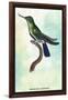 Hummingbird: Trochilus Avocetta-Sir William Jardine-Framed Art Print