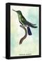 Hummingbird: Trochilus Avocetta-Sir William Jardine-Framed Stretched Canvas
