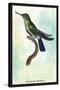 Hummingbird: Trochilus Avocetta-Sir William Jardine-Stretched Canvas