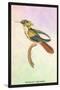 Hummingbird: Trochilus Chalybeus-Sir William Jardine-Stretched Canvas