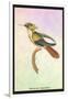 Hummingbird: Trochilus Chalybeus-Sir William Jardine-Framed Art Print