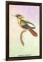 Hummingbird: Trochilus Chalybeus-Sir William Jardine-Framed Art Print