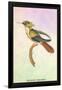 Hummingbird: Trochilus Chalybeus-Sir William Jardine-Framed Art Print