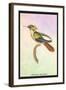 Hummingbird: Trochilus Chalybeus-Sir William Jardine-Framed Art Print