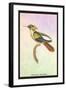 Hummingbird: Trochilus Chalybeus-Sir William Jardine-Framed Art Print