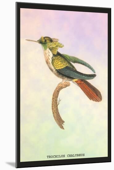 Hummingbird: Trochilus Chalybeus-Sir William Jardine-Mounted Art Print