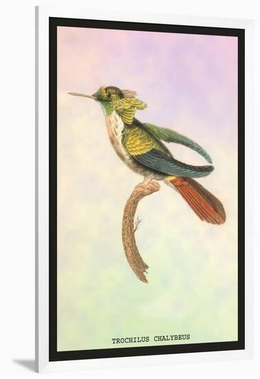 Hummingbird: Trochilus Chalybeus-Sir William Jardine-Framed Art Print