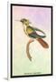 Hummingbird: Trochilus Chalybeus-Sir William Jardine-Framed Art Print