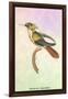 Hummingbird: Trochilus Chalybeus-Sir William Jardine-Framed Art Print