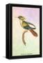 Hummingbird: Trochilus Chalybeus-Sir William Jardine-Framed Stretched Canvas