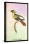 Hummingbird: Trochilus Chalybeus-Sir William Jardine-Stretched Canvas