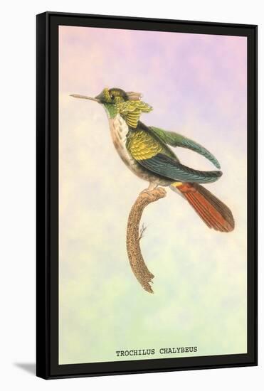 Hummingbird: Trochilus Chalybeus-Sir William Jardine-Framed Stretched Canvas