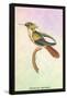 Hummingbird: Trochilus Chalybeus-Sir William Jardine-Framed Stretched Canvas