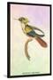 Hummingbird: Trochilus Chalybeus-Sir William Jardine-Stretched Canvas