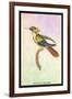 Hummingbird: Trochilus Chalybeus-Sir William Jardine-Framed Art Print