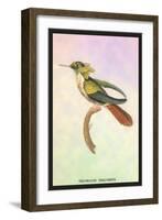 Hummingbird: Trochilus Chalybeus-Sir William Jardine-Framed Art Print