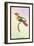 Hummingbird: Trochilus Chalybeus-Sir William Jardine-Framed Art Print