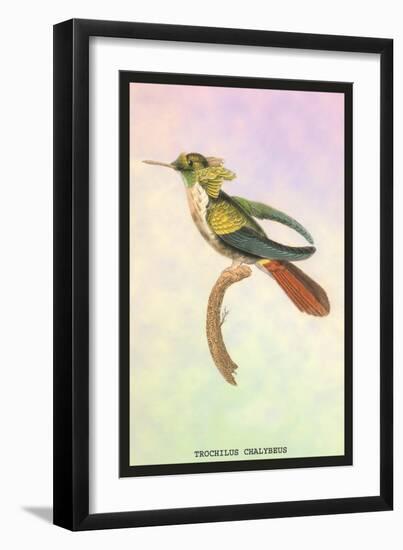 Hummingbird: Trochilus Chalybeus-Sir William Jardine-Framed Art Print