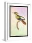 Hummingbird: Trochilus Chalybeus-Sir William Jardine-Framed Art Print