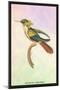 Hummingbird: Trochilus Chalybeus-Sir William Jardine-Mounted Art Print