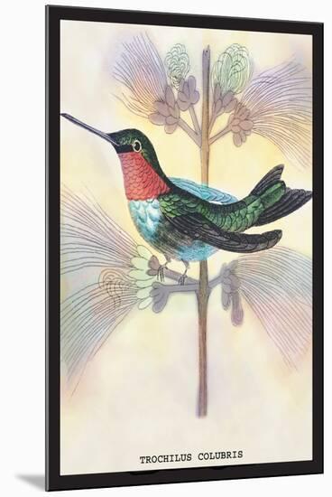 Hummingbird: Trochilus Colubris-Sir William Jardine-Mounted Art Print