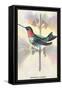 Hummingbird: Trochilus Colubris-Sir William Jardine-Framed Stretched Canvas