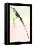 Hummingbird: Trochilus Cora-Sir William Jardine-Framed Stretched Canvas