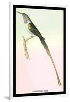 Hummingbird: Trochilus Cora-Sir William Jardine-Framed Art Print