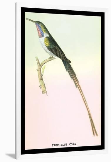 Hummingbird: Trochilus Cora-Sir William Jardine-Framed Art Print
