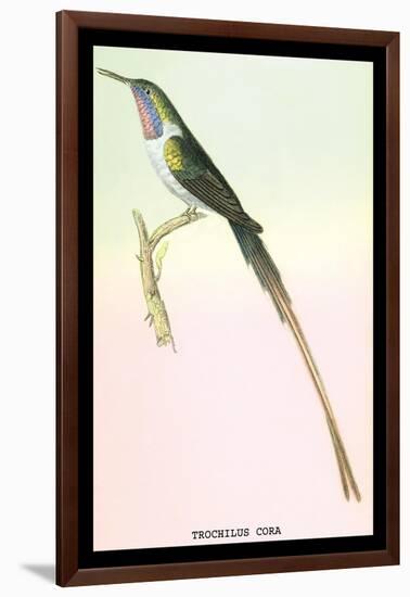 Hummingbird: Trochilus Cora-Sir William Jardine-Framed Art Print