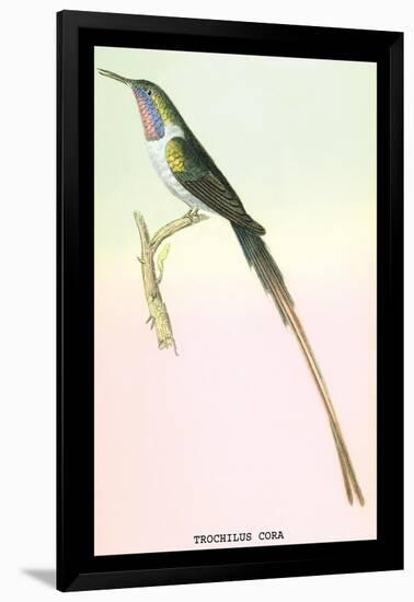 Hummingbird: Trochilus Cora-Sir William Jardine-Framed Art Print