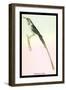 Hummingbird: Trochilus Cora-Sir William Jardine-Framed Art Print