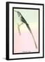 Hummingbird: Trochilus Cora-Sir William Jardine-Framed Art Print