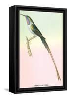 Hummingbird: Trochilus Cora-Sir William Jardine-Framed Stretched Canvas
