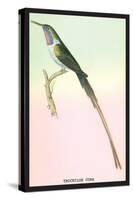 Hummingbird: Trochilus Cora-Sir William Jardine-Stretched Canvas
