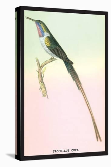 Hummingbird: Trochilus Cora-Sir William Jardine-Stretched Canvas