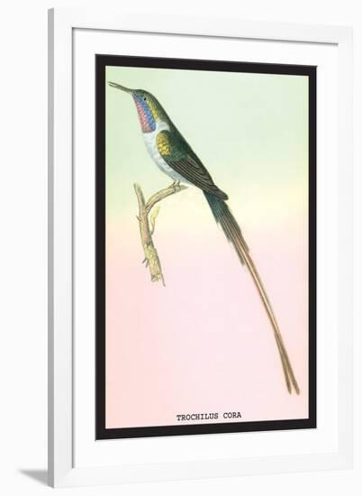 Hummingbird: Trochilus Cora-Sir William Jardine-Framed Art Print