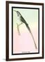 Hummingbird: Trochilus Cora-Sir William Jardine-Framed Art Print