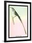 Hummingbird: Trochilus Cora-Sir William Jardine-Framed Art Print