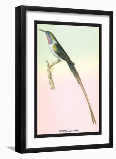 Hummingbird: Trochilus Cora-Sir William Jardine-Framed Art Print