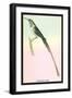 Hummingbird: Trochilus Cora-Sir William Jardine-Framed Art Print