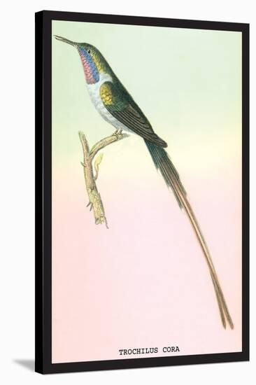 Hummingbird: Trochilus Cora-Sir William Jardine-Stretched Canvas