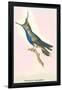 Hummingbird: Trochilus Delandii-Sir William Jardine-Framed Art Print