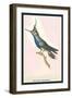 Hummingbird: Trochilus Delandii-Sir William Jardine-Framed Art Print