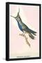 Hummingbird: Trochilus Delandii-Sir William Jardine-Framed Stretched Canvas