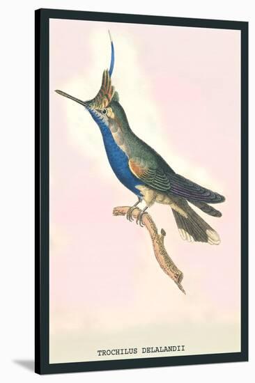 Hummingbird: Trochilus Delandii-Sir William Jardine-Stretched Canvas